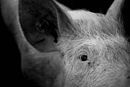 Matthew Herbert записал смерть свиньи