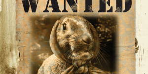 Bunny Wanted
