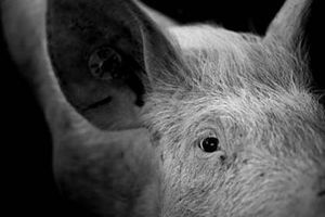 Matthew Herbert записав смерть свині